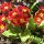 Primula × polyantha