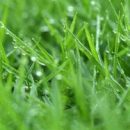 Os benefícios de um bom gramado