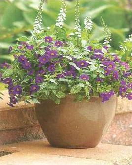 Plantas em Vasos