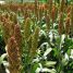 O Sorgo