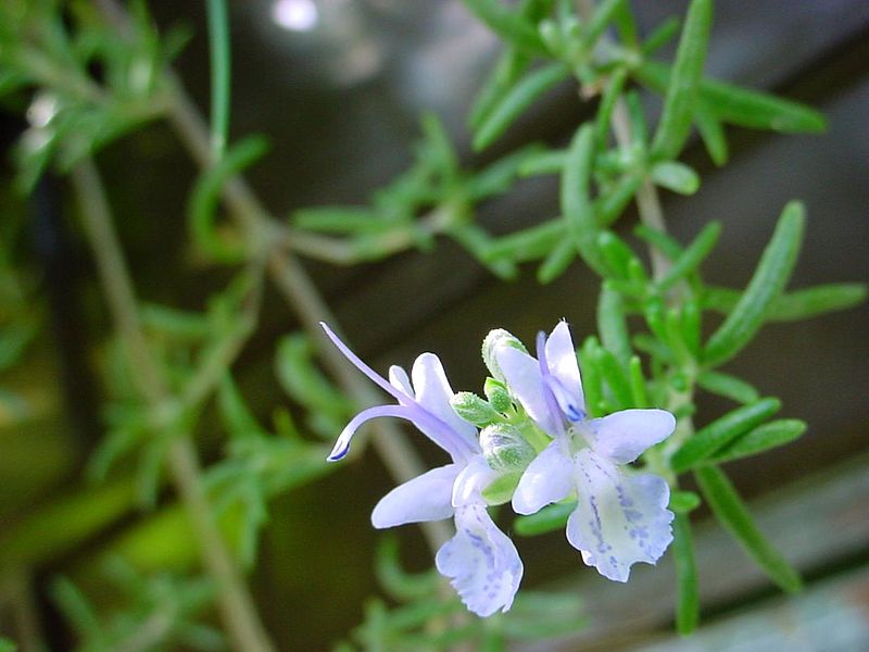 Rosmarinus officinalis