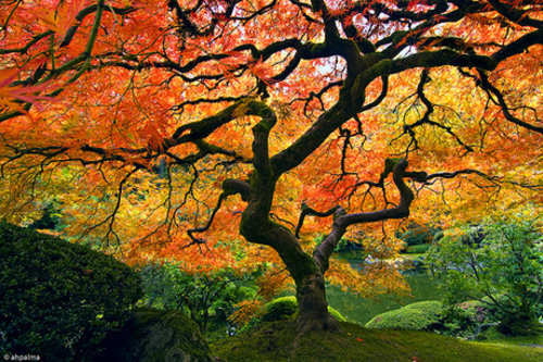 O jardim sagrado