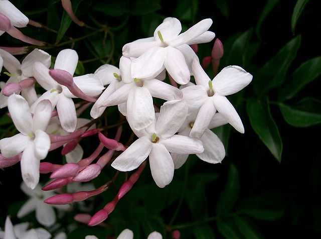 Jasminum polyanthum | Jardim Cor