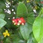 Ochna serrulata