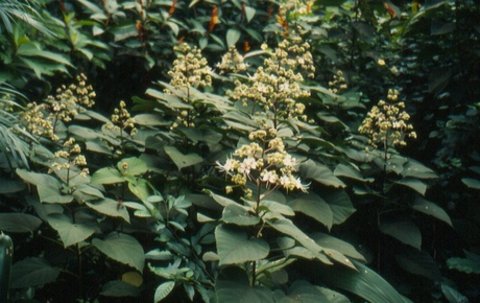 Clerodendron fragrans