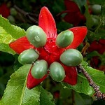 Ochna serrulata