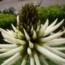 Erythrina speciosa “Alba”
