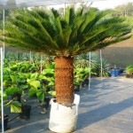 Cycas taitungensis