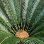 Cycas taitungensis