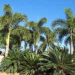 Cycas taitungensis