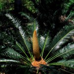 Cycas taitungensis