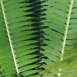 Dioon spinulosum