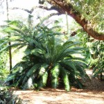 Dioon spinulosum