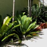 Dioon edule