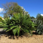 Dioon edule