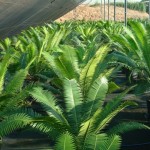 Dioon spinulosum
