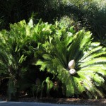 Dioon edule