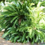 Dioon spinulosum
