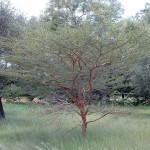 Acacia seyal, acácia-seyal