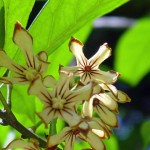 Cola acuminata, noz-de-cola