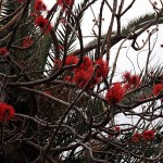 Erythrina abyssinica, kaffir-boom