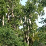 Kigelia pinnata, árvore-da-salsicha