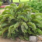 Zamia furfuracea