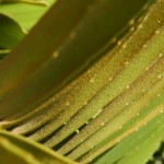 Zamia furfuracea
