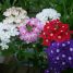 Verbena hybrida