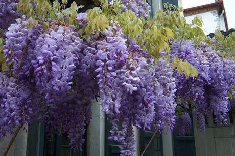 Wisteria sinensis
