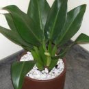 Como utilizar Feng Shui para aliviar o desconforto ambiental