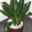 Como utilizar Feng Shui para aliviar o desconforto ambiental
