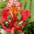 Quando floresce o flamboyant