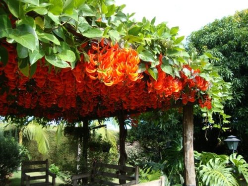 Mucuna bennettii
