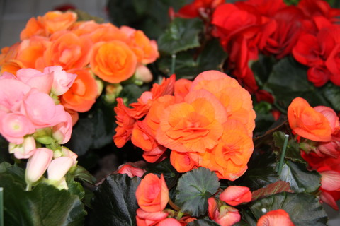 Dê cor ao seu jardim na primavera