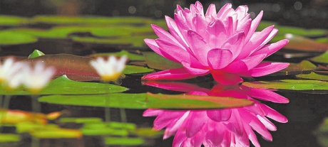 Enigmática flor