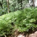 A biodiversidade e o jardim que você ainda não viu