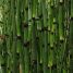 Cavalinha: planta medicinal e ornamental