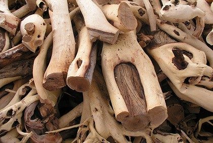 Meu “samba paisa-filosofismo” – “MEDICINA e JARDINAGEM de ARROZ BRANCO”
