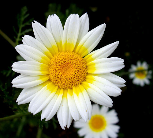 Plantas Inseticidas