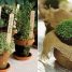 As ervas aromáticas e o equilíbrio ambiental