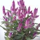 A Celosia Argentea no Feng Shui
