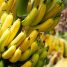 Yes, nós temos banana!