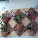 Como corrigir a desarmonia dos ambientes através das plantas