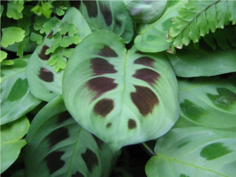 Usar plantas para filtrar os efeitos poluentes do ar