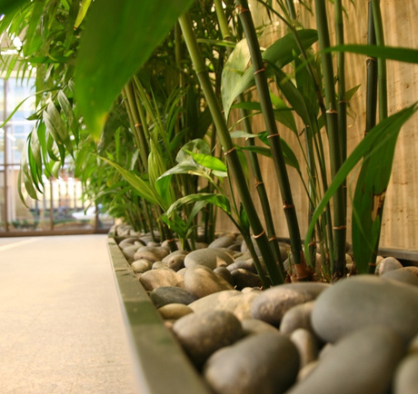 Acupuntura para Plantas