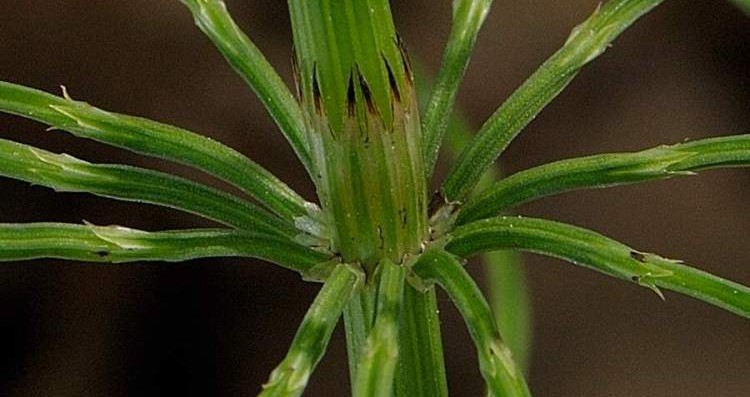 Homeopatia Vegetal
