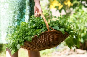 Homeopatia Vegetal – parte 3