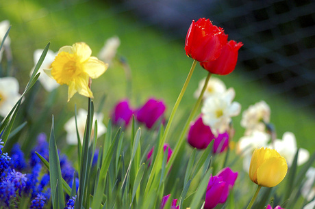 Flores, cores e aromas