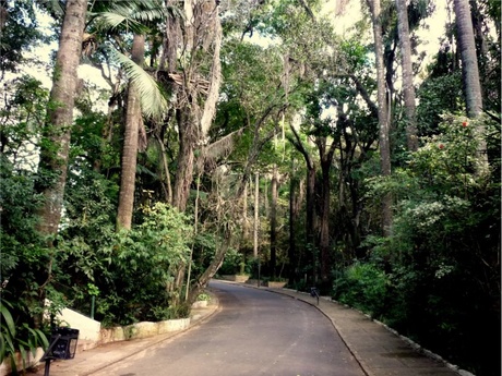 Bosque dos Jequitibás